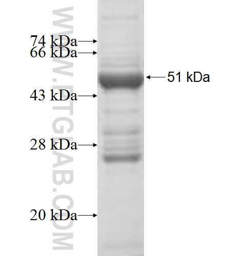 CLCF1 fusion protein Ag3204 SDS-PAGE