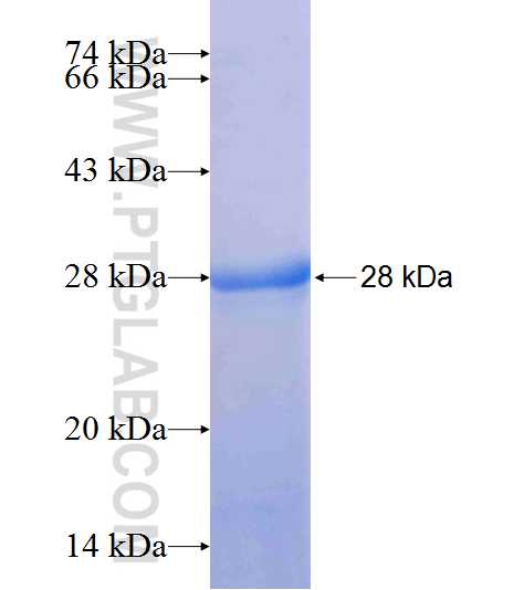 CLCF1 fusion protein Ag8061 SDS-PAGE