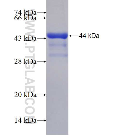 CLCN2 fusion protein Ag29046 SDS-PAGE