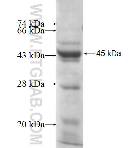 CLCN2 fusion protein Ag8293 SDS-PAGE
