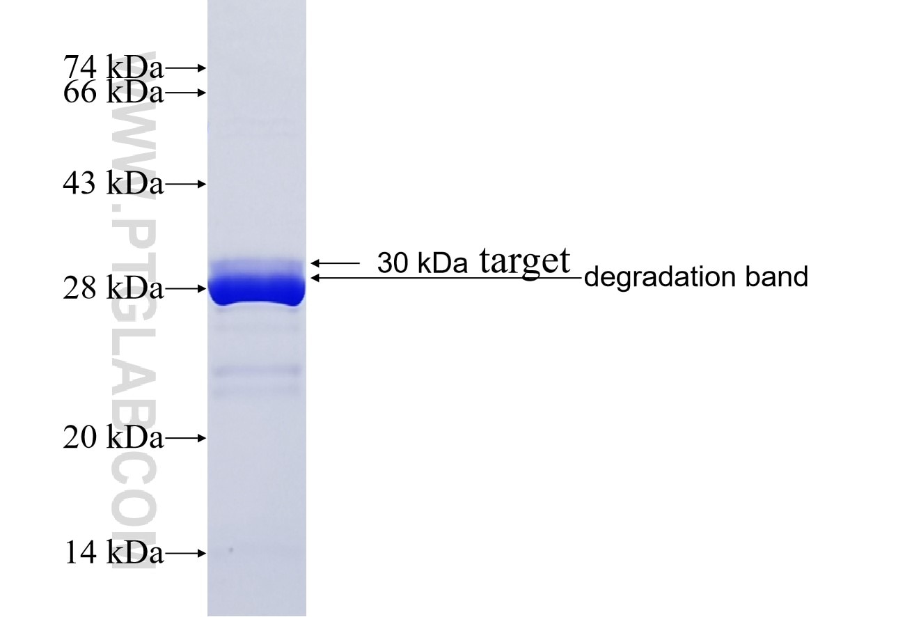 CLCN7 fusion protein Ag14415 SDS-PAGE