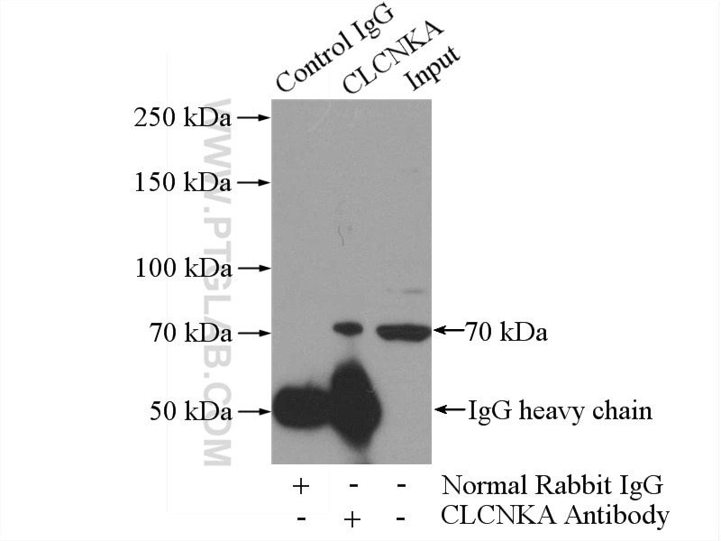 Immunoprecipitation (IP) experiment of HEK-293 cells using CLCNKA Polyclonal antibody (14402-1-AP)