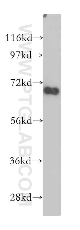 CLCNKA Polyclonal antibody