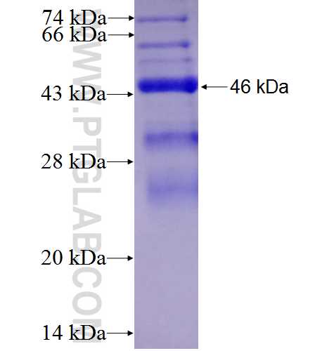 CLCNKA fusion protein Ag5647 SDS-PAGE