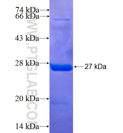 CLCNKA fusion protein Ag5951 SDS-PAGE