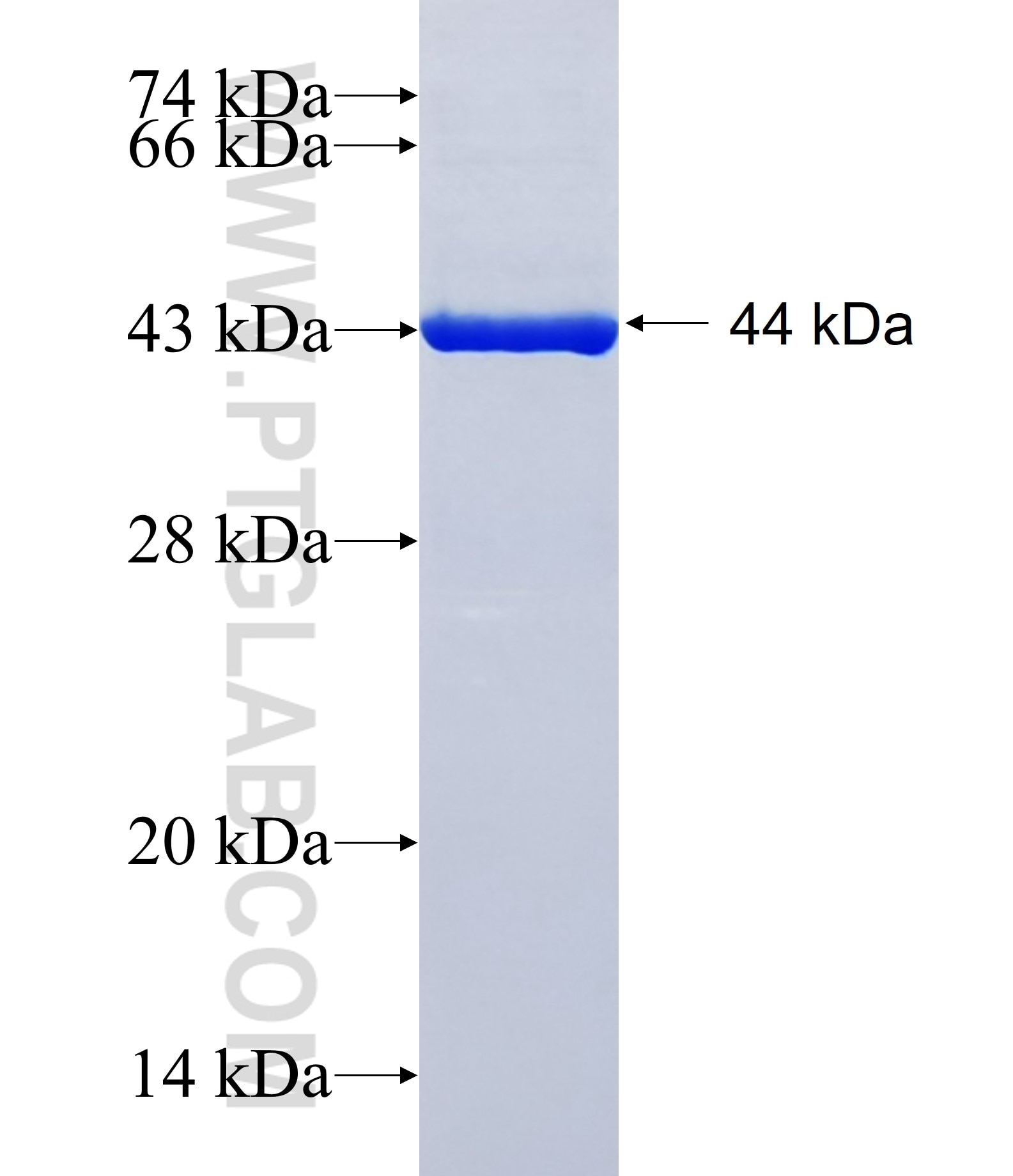 CLCNKB fusion protein Ag39950 SDS-PAGE