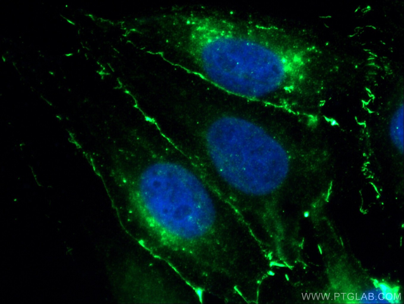 Immunofluorescence (IF) / fluorescent staining of MDCK cells using Claudin 1 Polyclonal antibody (13050-1-AP)