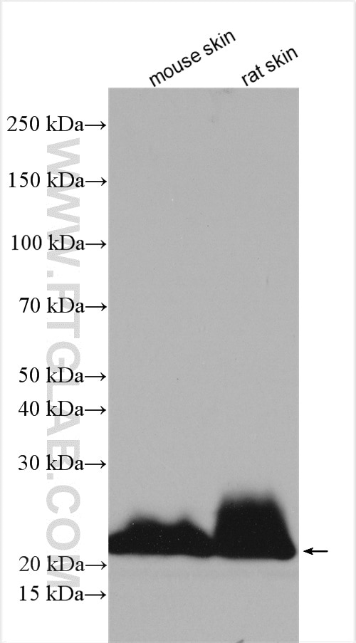 Western Blot (WB) analysis of various lysates using Claudin 1 Polyclonal antibody (13050-1-AP)