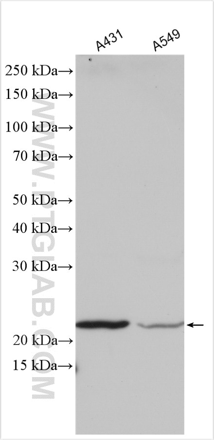Western Blot (WB) analysis of various lysates using Claudin 1 Polyclonal antibody (13050-1-AP)
