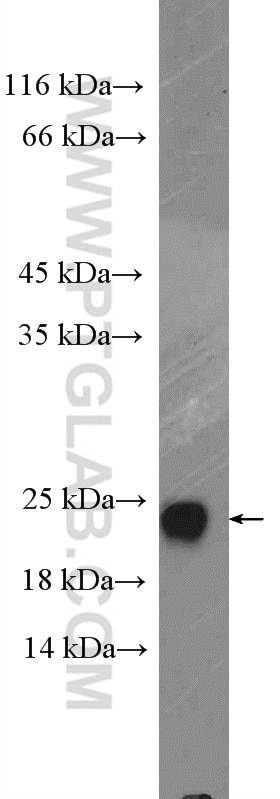 Western Blot (WB) analysis of mouse liver tissue using Claudin 1 Polyclonal antibody (13050-1-AP)