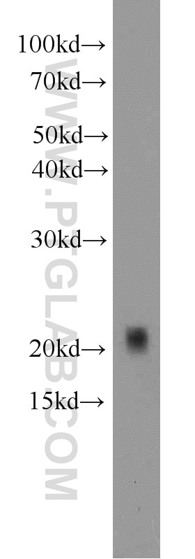 Western Blot (WB) analysis of mouse thymus tissue using Claudin 1 Polyclonal antibody (13050-1-AP)
