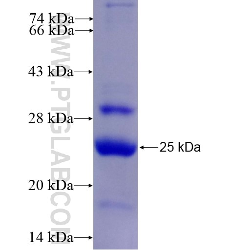 Claudin 1 fusion protein Ag15931 SDS-PAGE