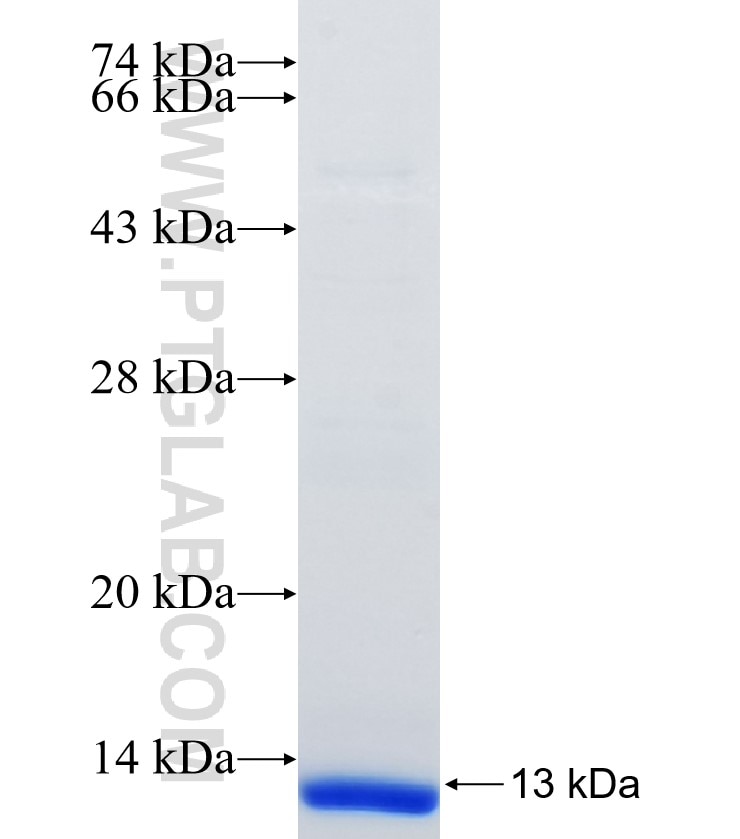 CLDN10 fusion protein Ag33403 SDS-PAGE