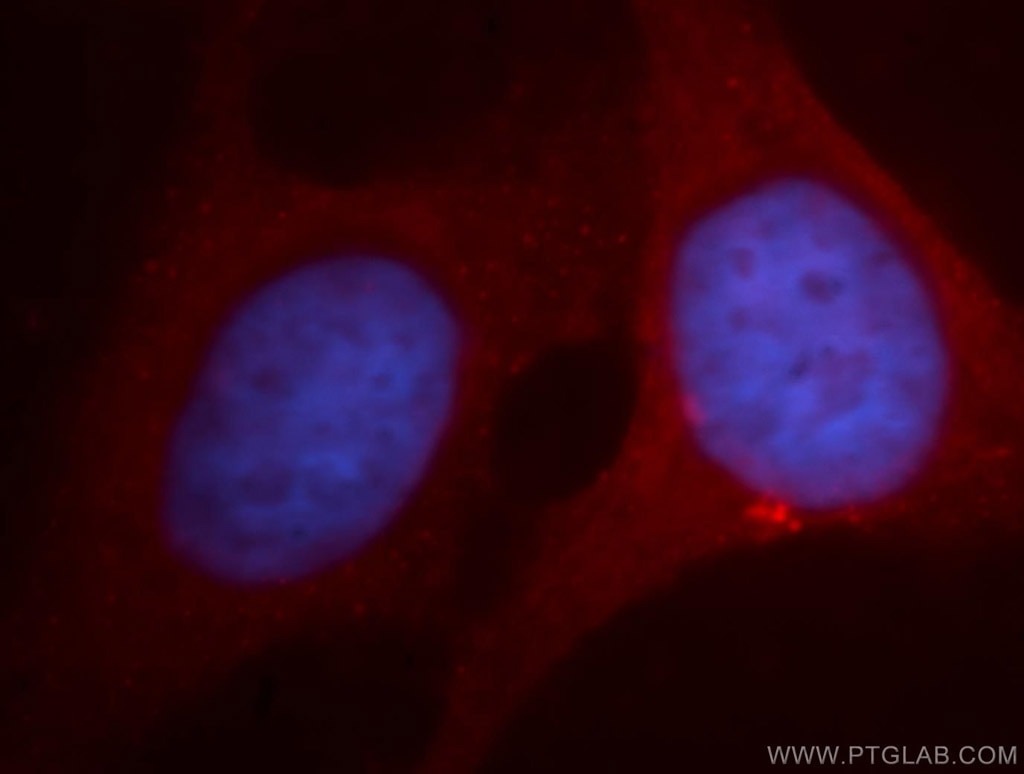 Immunofluorescence (IF) / fluorescent staining of HepG2 cells using Claudin 11 Polyclonal antibody (12152-1-AP)