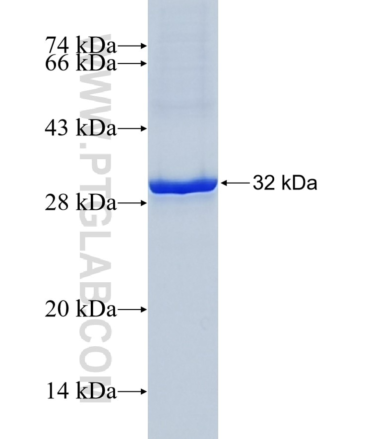 CLDN11 fusion protein Ag34212 SDS-PAGE CLDN11 fusion protein Ag34212 SDS-PAGE