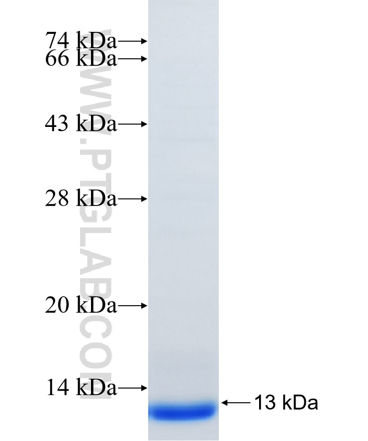 CLDN11 fusion protein Ag34288 SDS-PAGE CLDN11 fusion protein Ag34288 SDS-PAGE