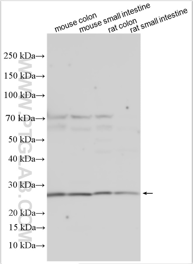 Western Blot (WB) analysis of various lysates using Claudin 15 Polyclonal antibody (16302-1-AP)