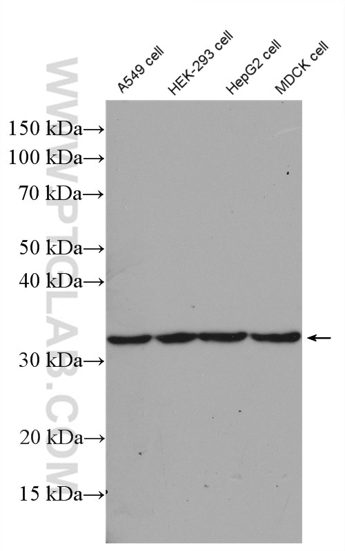 Western Blot (WB) analysis of A549 cells using Claudin 16 Polyclonal antibody (27638-1-AP)