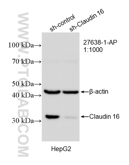 Western Blot (WB) analysis of HepG2 cells using Claudin 16 Polyclonal antibody (27638-1-AP)