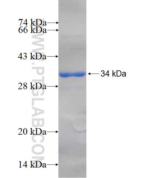 CLDN16 fusion protein Ag26531 SDS-PAGE