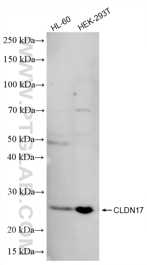 WB analysis using 86936-1-RR Western Blot (WB) analysis of various lysates using CLDN17 Recombinant monoclonal antibody (86936-1-RR)