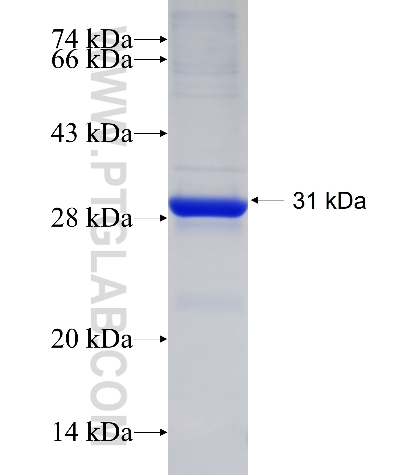 CLDN17 fusion protein Ag34215 SDS-PAGE