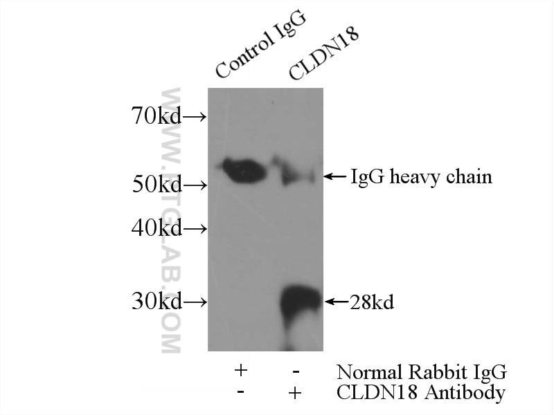Immunoprecipitation (IP) experiment of mouse stomach tissue using Claudin 18 Polyclonal antibody (21126-1-AP)