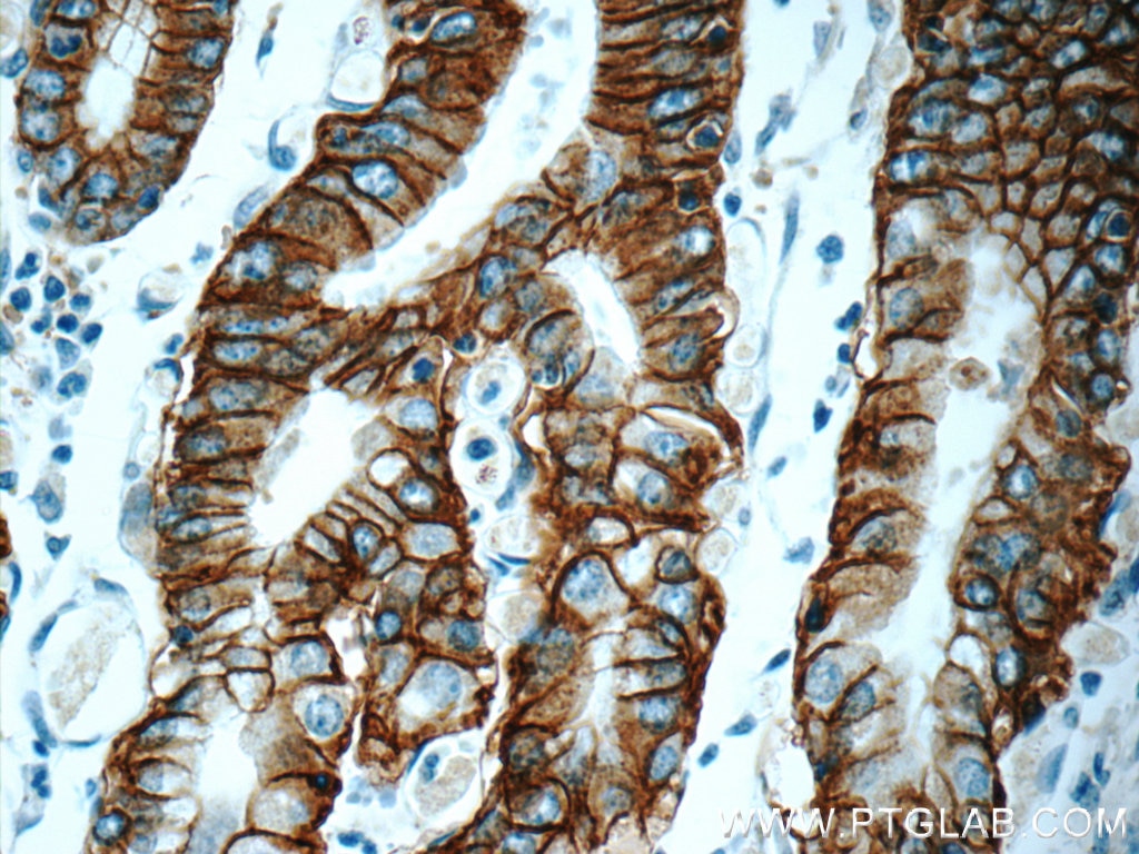Immunohistochemistry (IHC) staining of human stomach tissue using Claudin 18 Monoclonal antibody (66167-1-Ig)