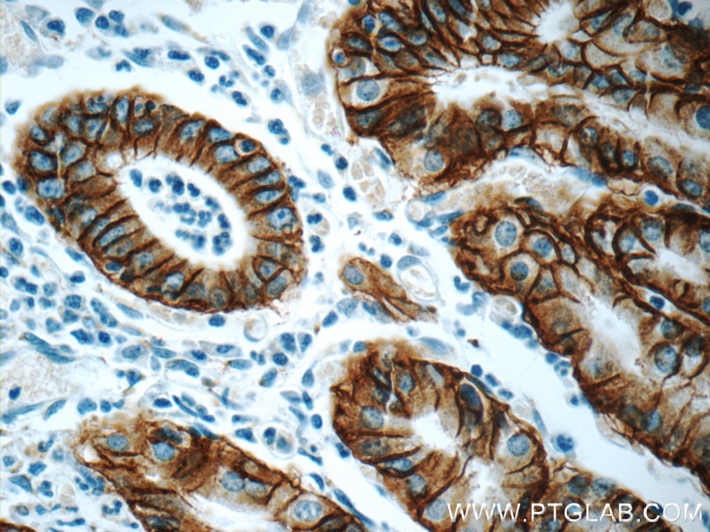 IHC staining of human stomach using 66167-1-Ig