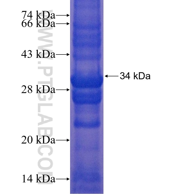 CLDN18 fusion protein Ag15517 SDS-PAGE