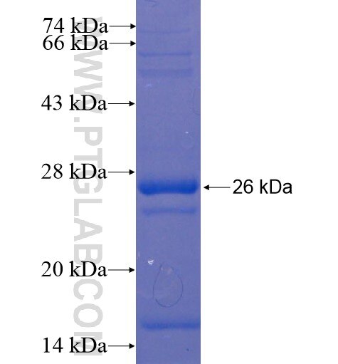 CLDN20 fusion protein Ag13510 SDS-PAGE