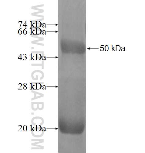 CLDN20 fusion protein Ag2323 SDS-PAGE