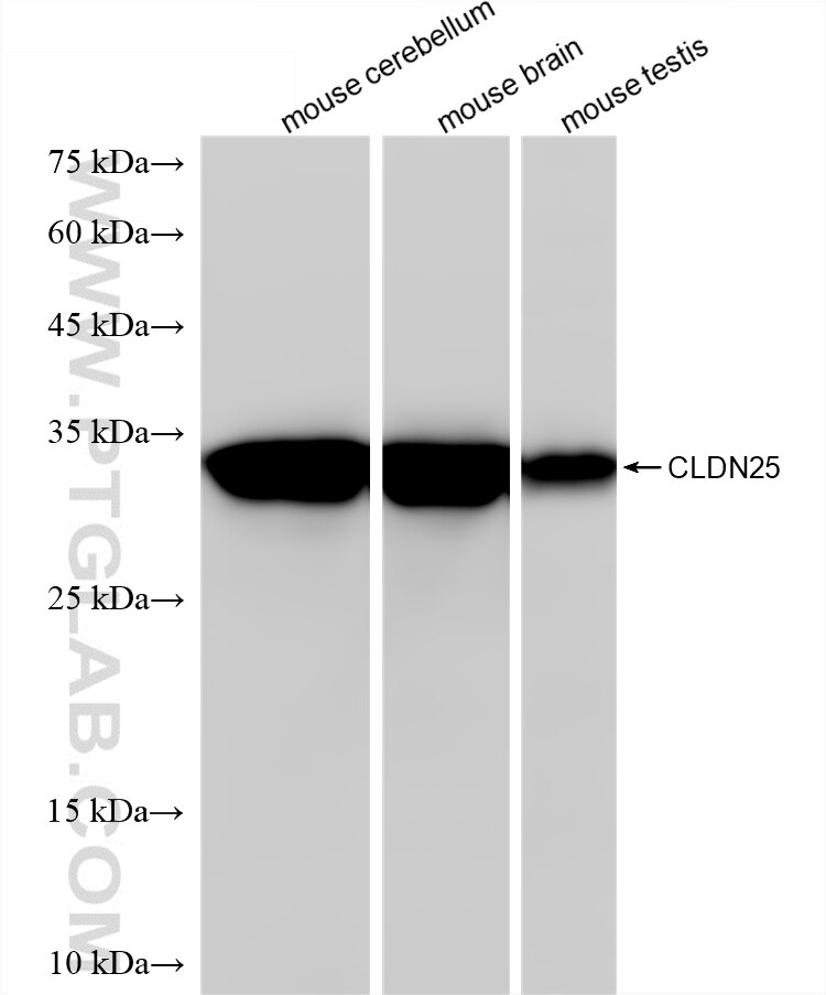WB analysis using 87798-1-RR (same clone as 87798-1-PBS) Western Blot (WB) analysis of various lysates using Claudin 25 Recombinant monoclonal antibody (87798-1-RR)
