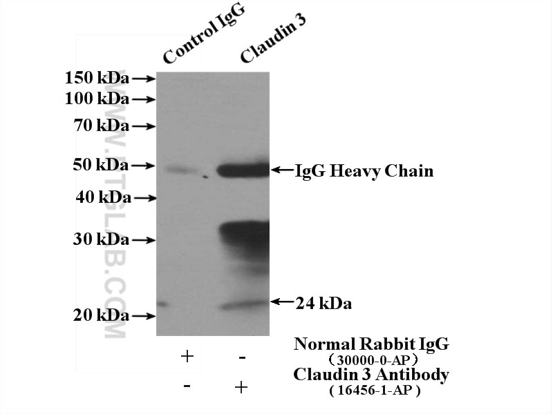 Immunoprecipitation (IP) experiment of mouse large intestine tissue using Claudin 3 Polyclonal antibody (16456-1-AP)