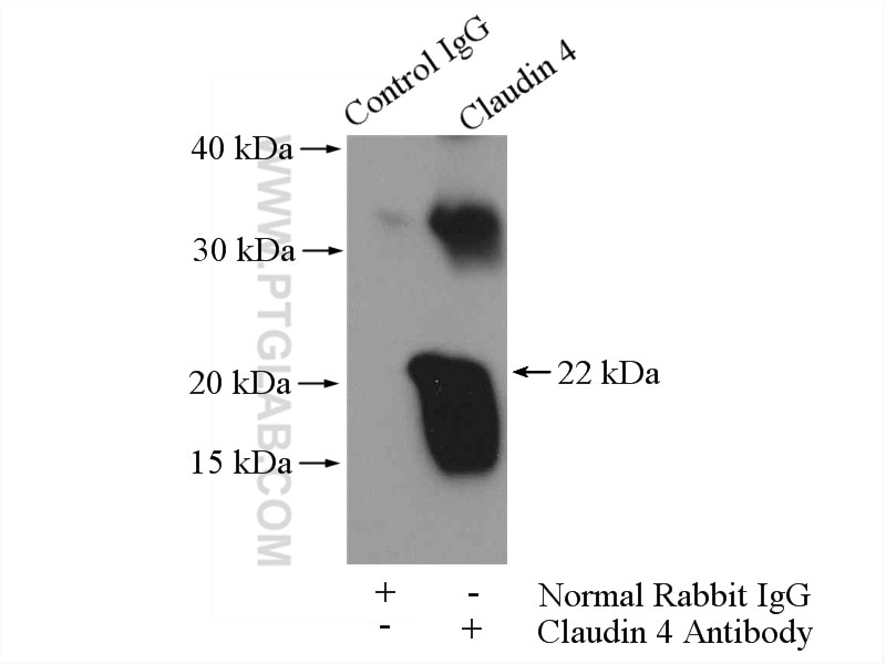 Immunoprecipitation (IP) experiment of human placenta tissue using Claudin 4-specific Polyclonal antibody (16195-1-AP)