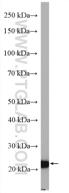 Western Blot (WB) analysis of MDA-MB-453s cells using Claudin 4-specific Polyclonal antibody (16195-1-AP)