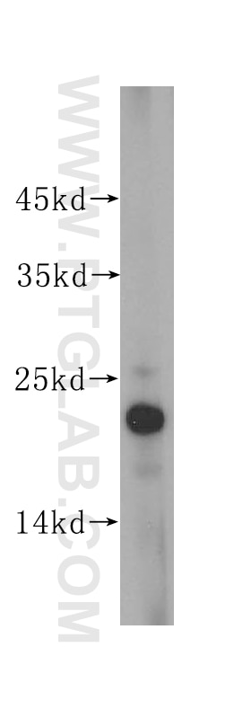 Western Blot (WB) analysis of mouse small intestine tissue using Claudin 4-specific Polyclonal antibody (16195-1-AP)
