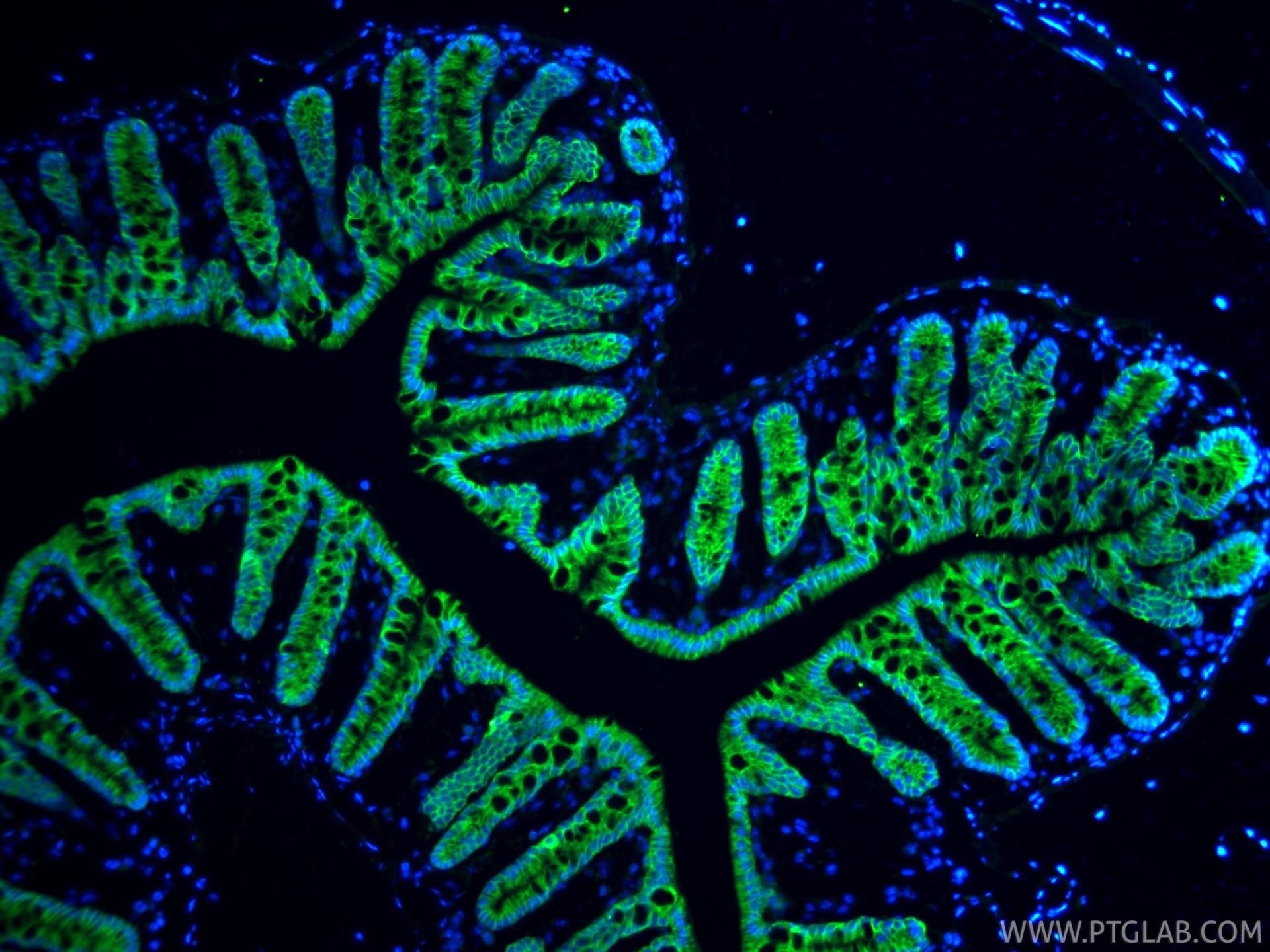 Immunofluorescence (IF) / fluorescent staining of mouse colon tissue using Claudin 7 Polyclonal antibody (29795-1-AP)