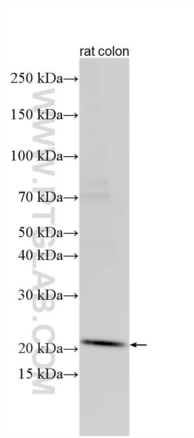 Western Blot (WB) analysis of various lysates using Claudin 7 Polyclonal antibody (29795-1-AP)