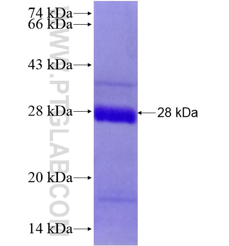 CLDN7 fusion protein Ag28363 SDS-PAGE