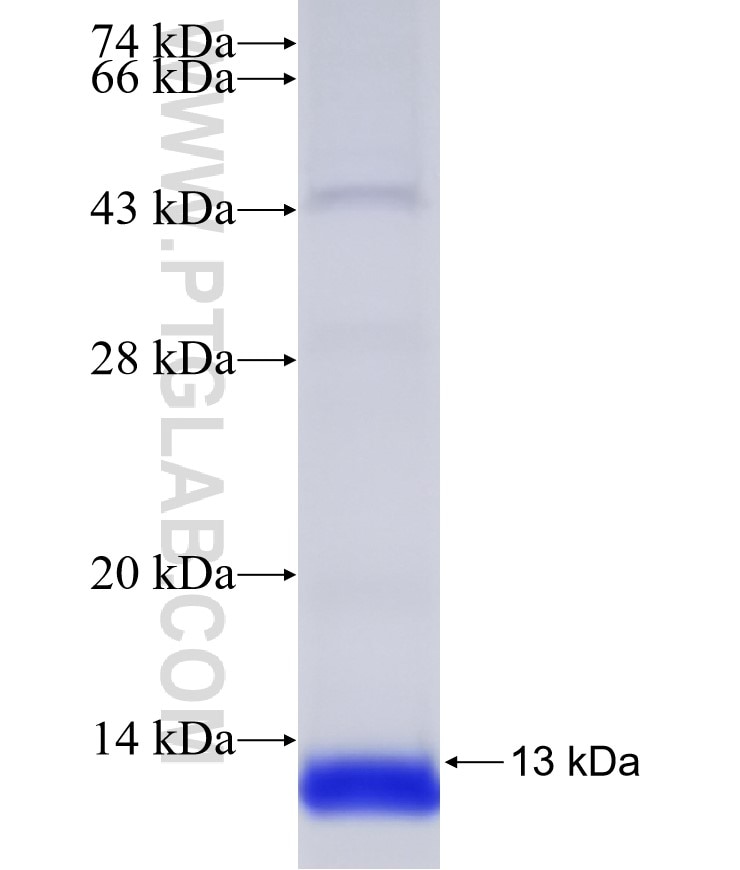 CLDN7 fusion protein Ag30269 SDS-PAGE