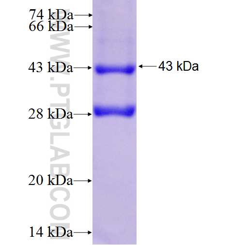CLDN7 fusion protein Ag0159 SDS-PAGE