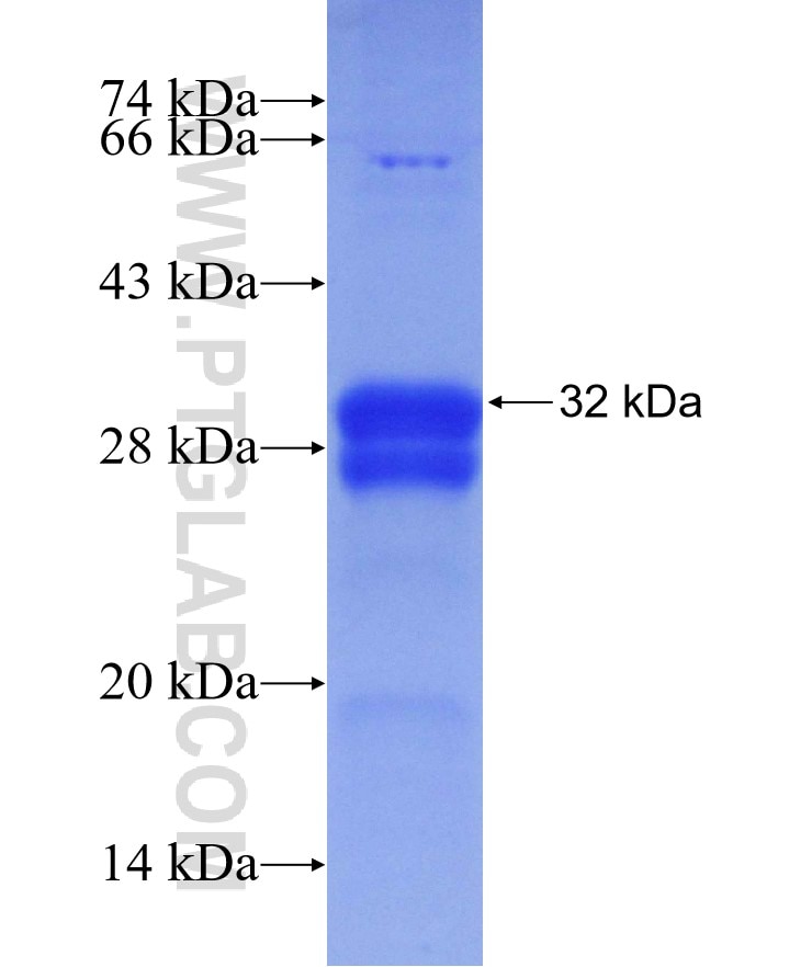 CLDN9 fusion protein Ag29607 SDS-PAGE