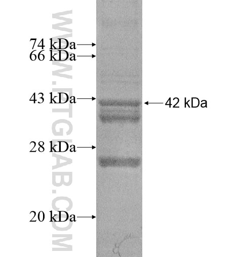 CLDN9 fusion protein Ag11941 SDS-PAGE