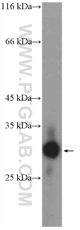 Western Blot (WB) analysis of HeLa cells using Claudin 9-specific Polyclonal antibody (16196-1-AP)