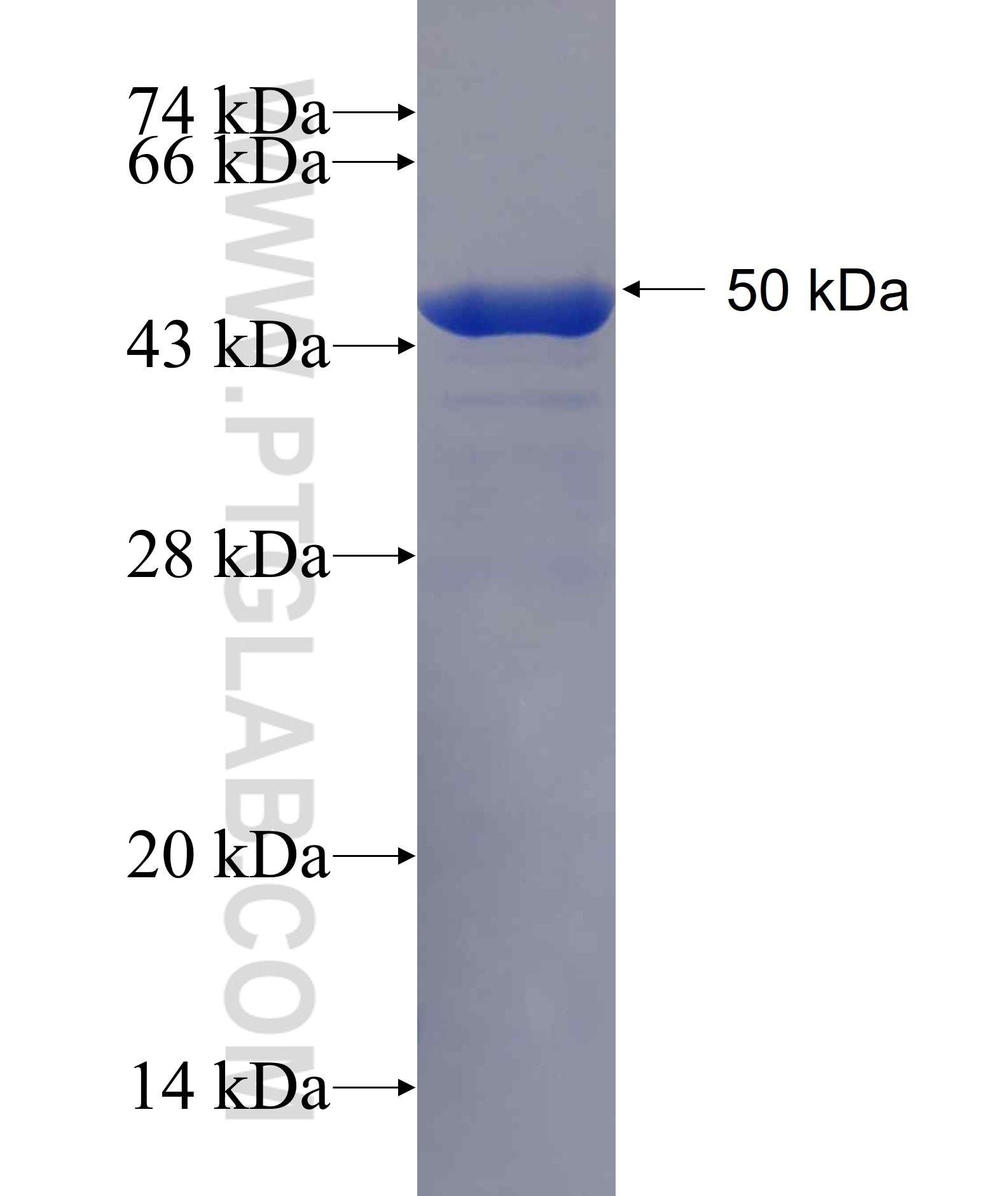 CLE; C14orf166 fusion protein Ag13900 SDS-PAGE