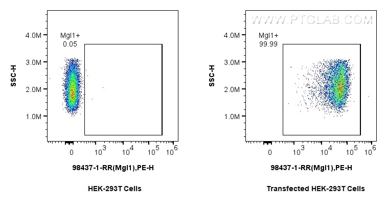 1x10^6 HEK-293T cells or CLEC10A/CD301 transfected HEK-293T cells were surface stained with 0.25 ug Anti-Mouse CLEC10A/CD301 Rabbit RecAb (98437-1-RR, Clone:242636F7) and PE-Conjugated Goat Anti-Rabbit IgG(H+L). Cells were not fixed. Flow cytometry (FC) experiment of Transfected HEK-293T cells using Anti-Mouse CLEC10A/CD301 Rabbit Recombinant Antibo (98437-1-RR)