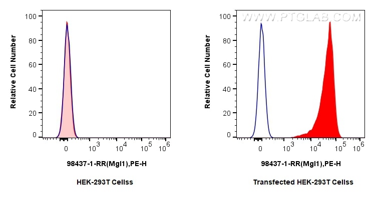 1x10^6 HEK-293T cells or CLEC10A/CD301 transfected HEK-293T cells were surface stained with 0.25 ug Anti-Mouse CLEC10A/CD301 Rabbit RecAb (98437-1-RR, Clone:242636F7) (red) or 0.25 ug Rabbit IgG Isotype Control RecAb (98136-1-RR, Clone: 240953C9) (blue), and PE-Conjugated Goat Anti-Rabbit IgG(H+L). Cells were not fixed. Flow cytometry (FC) experiment of Transfected HEK-293T cells using Anti-Mouse CLEC10A/CD301 Rabbit Recombinant Antibo (98437-1-RR)