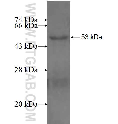 CLEC10A fusion protein Ag4490 SDS-PAGE