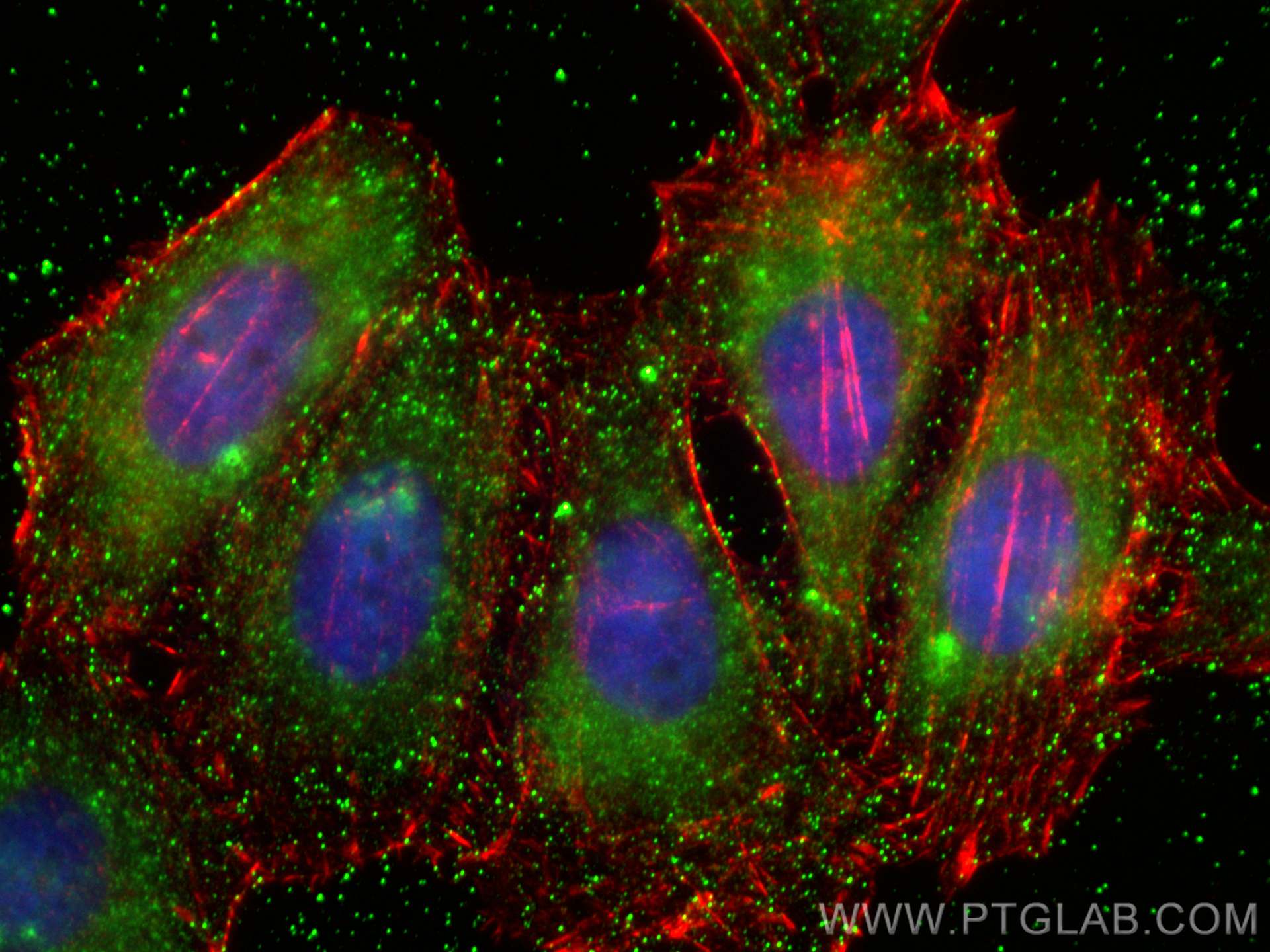 Immunofluorescence (IF) / fluorescent staining of HepG2 cells using SCGF Monoclonal antibody (60295-1-Ig)